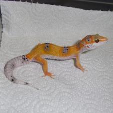 Leopard Gecko
