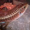 Black Lined Plated Lizard Photo
