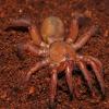 Trap Door Spider Photo