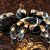 Mexican Red Knee Tarantula Photo