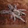 Stout-Leg Baboon Tarantula Photo