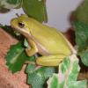 American Green Tree Frog Photo