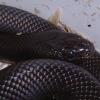 Mexican Black Kingsnake Photo