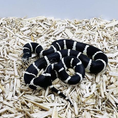 Californian King Snake - Lampropeltis Getula Californiae