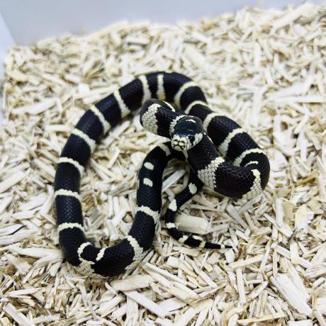 Californian King Snake - Lampropeltis Getula Californiae