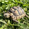 Mediterranean Spur-Thighed Tortoise - (CB23) Baby 6-9cm