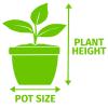 Anthurium Plant - Anthurium andraeanum Mixed - 7-9cm Pot / 30-35cm Height