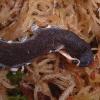 Velvet Worm shedding skin photo