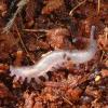 Newly born Velvet Worm photo