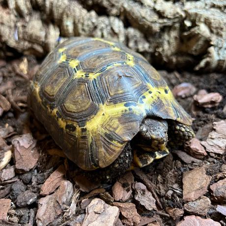 Bells Hinged Back Tortoise - Kinixys belliana