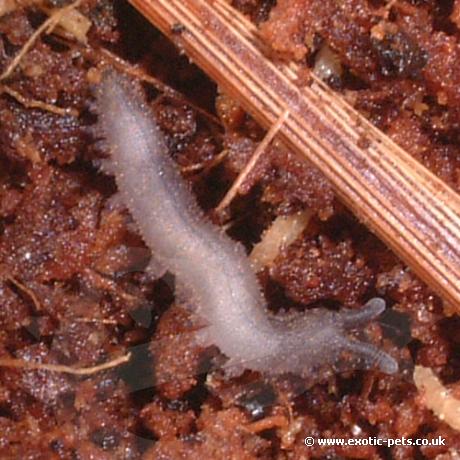 Velvet Worm a few days old