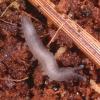 Velvet Worm a few days old photo