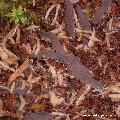 Grown on Velvet Worms