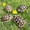 Marginated Tortoise - (CB August 2022) 7-10cm Plastron 