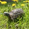 Bells Hinged Back Tortoise - (LTC 3 years) Western Kinixys belliana - Sub/Adult Male