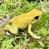 Golden Poison Dart Frog - (CB23) Juveniles 2-3cm
