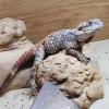 Painted Dragon - REHOME - Name: Stumpy (LTC) MALE Adult