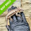 Gargoyle Gecko - Striped - Regrown Tail (CB23) Juvenile/Sub Adult poss FEMALE No.2