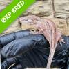 Gargoyle Gecko - Striped (CB23) Juvenile/ Sub Adult poss FEMALE No.3