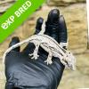 Gargoyle Gecko - Striped (CB23) Juvenile/Sub Adult poss FEMALE No.5