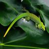 Madagascan Giant Day Gecko -  (CB) Adult Female 
