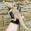 Bearded Dragon - REHOME - Name: Stan (CB20) MALE Adult with nipped tail