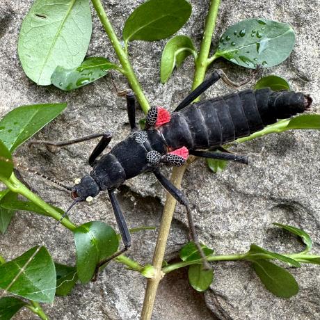Black Beauty Stick Insect