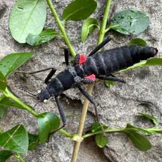 Black Beauty Stick Insect (Peruphasma schultei)