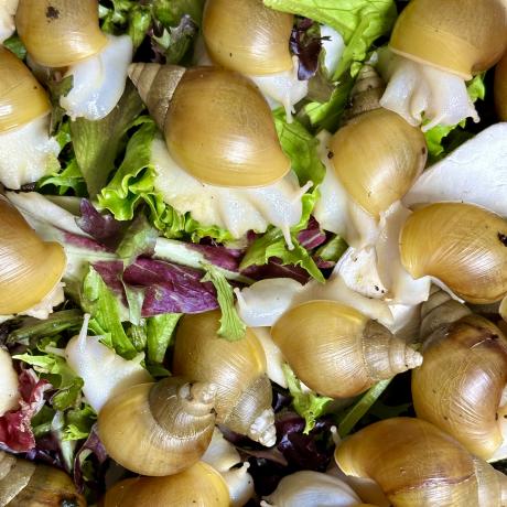 Giant African Land Snails