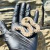 Western Hognose Snake - Wild Type (CB23) MALE No.1  Food: Mouse Fluffs