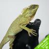Green Mountain Horned Dragon - (WC) 12-14cm Sub/Adult