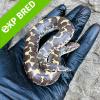 Kenyan Sand Boa - Normal/Wild Type (CB23) MALE No.10 Food: Mouse Fluffs