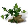 Exotic Pets Green Ivy Silk Plant - Green Ivy 29cm