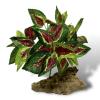 Exotic Pets Coleus Silk Plant - Coleus 32cm