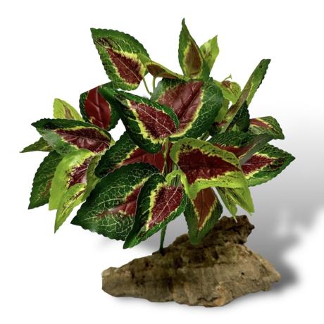 Exotic Pets Coleus Silk Plant