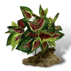 Exotic Pets Coleus Silk Plant (Ground plants)