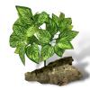 Exotic Pets Fittonia Silk Plant - Fittonia 32cm