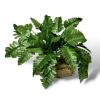 Exotic Pets Leather Fern Silk Plant - Leather Fern 44cm