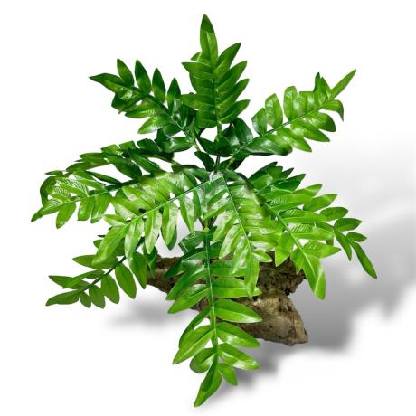 Exotic Pets Jacobs Ladder Fern Silk Plant