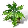 Exotic Pets Jacobs Ladder Fern Silk Plant - Jacobs Ladder 34cm