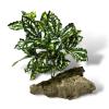 Exotic Pets Pilea Aluminum Silk Plant - Pilea Aluminum 32cm