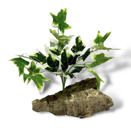 Exotic Pets Variegated Ivy Silk Plant