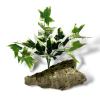 Exotic Pets Variegated Ivy Silk Plant - Variegated Ivy 29cm