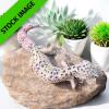 Leopard Gecko - Montanus - E.macularius montanus (CB) 6-12cm