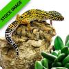 Leopard Gecko - Normal/Wild Type (CB) 6-12cm