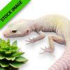 Leopard Gecko - Mack Snow Leucistic (CB) 6-12cm