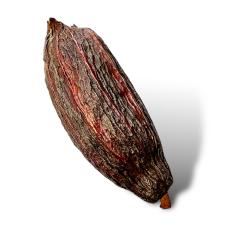 Exotic Pets Cacao Pods (Natural decor for your terrarium)