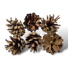 Exotic Pets Pine Cone