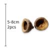 Exotic Pets Chapeuzinho Pods - 2 pods per pack (Approx 5-8cm)