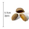 Exotic Pets Bolsa de Pastor Pods - 3 pods per pack (Approx 5-7cm) 